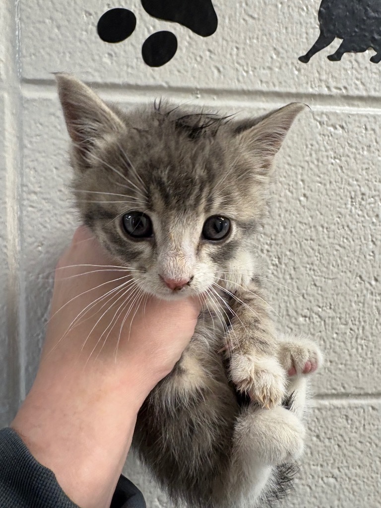 Snotlout, an adoptable Domestic Short Hair in Rock Springs, WY, 82901 | Photo Image 2