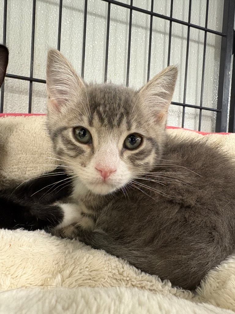 Snotlout, an adoptable Domestic Short Hair in Rock Springs, WY, 82901 | Photo Image 3