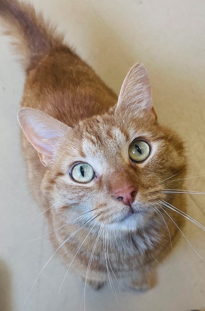 Sunshine, an adoptable Domestic Short Hair in Green River, WY, 82935 | Photo Image 1