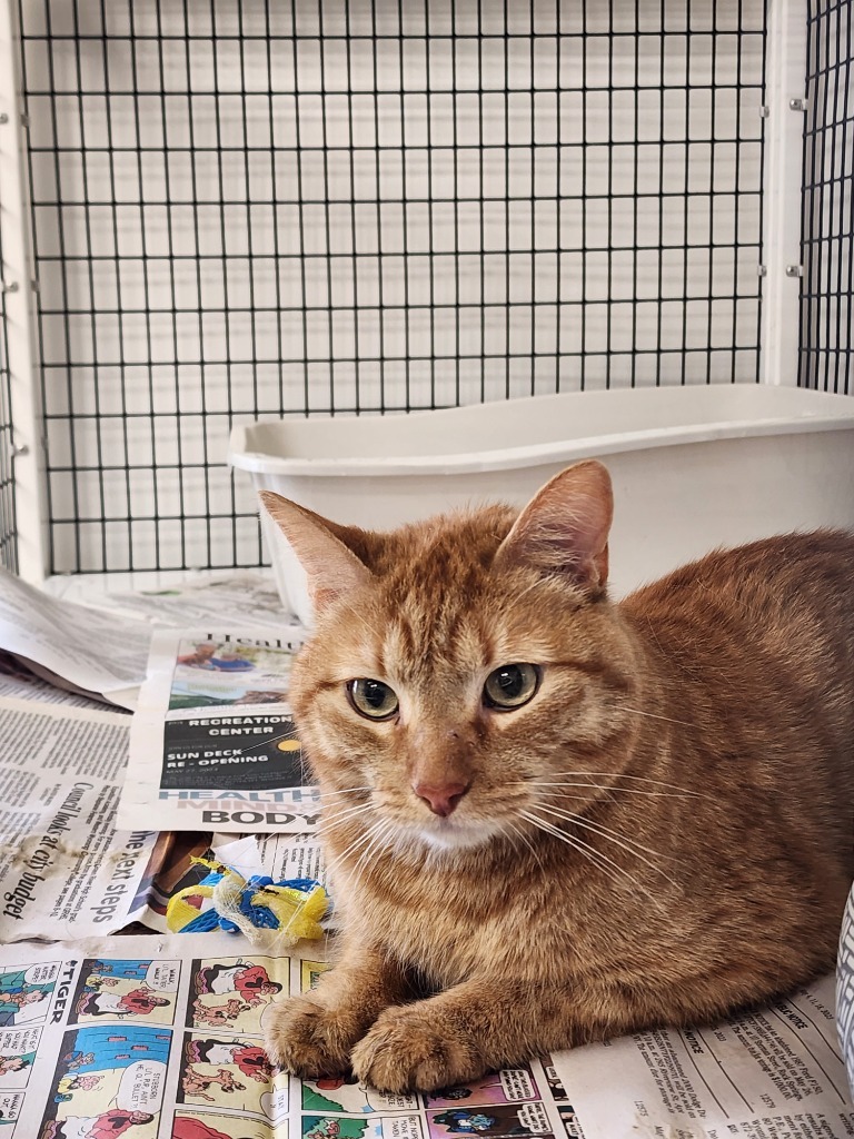 Sunshine, an adoptable Domestic Short Hair in Green River, WY, 82935 | Photo Image 2