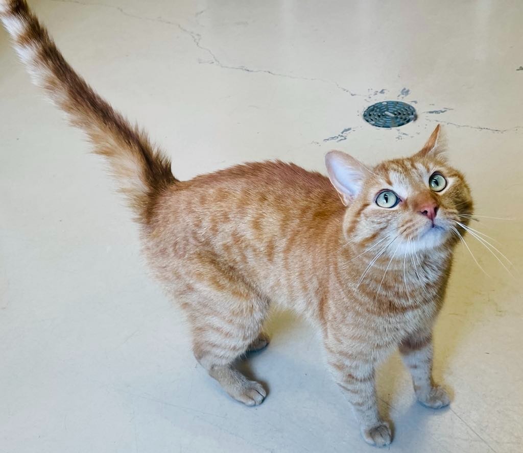 Sunshine, an adoptable Domestic Short Hair in Green River, WY, 82935 | Photo Image 4