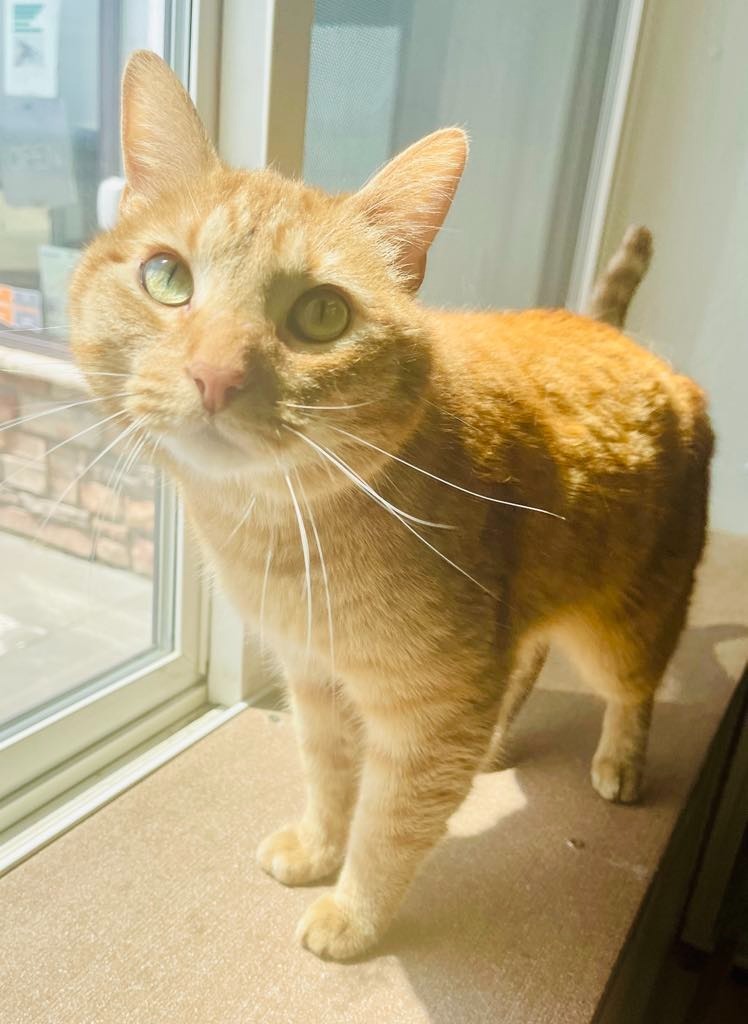 Sunshine, an adoptable Domestic Short Hair in Green River, WY, 82935 | Photo Image 5