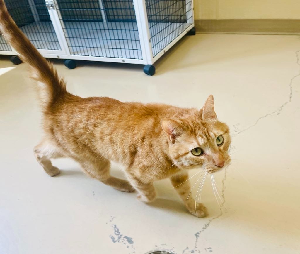 Sunshine, an adoptable Domestic Short Hair in Green River, WY, 82935 | Photo Image 6