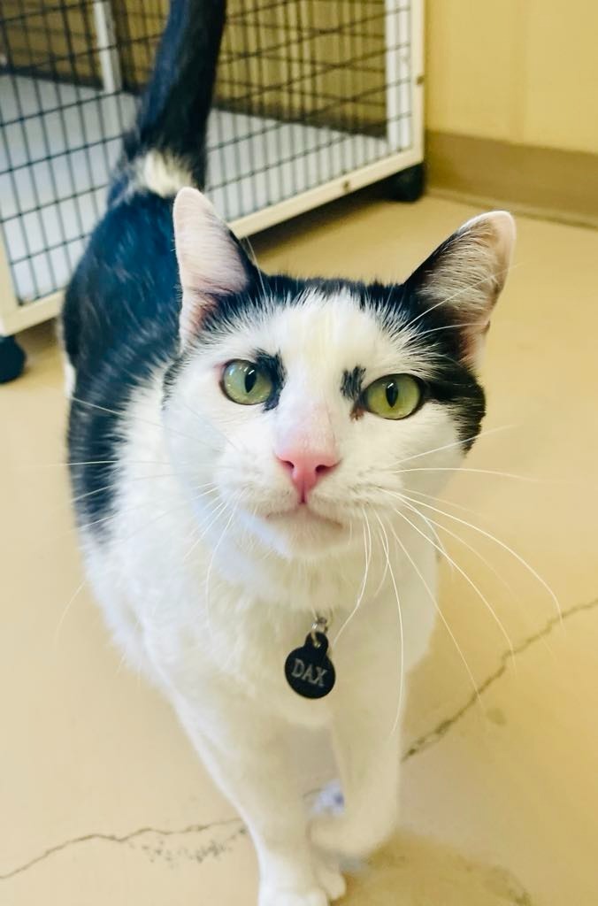 Dax, an adoptable Domestic Short Hair in Green River, WY, 82935 | Photo Image 1