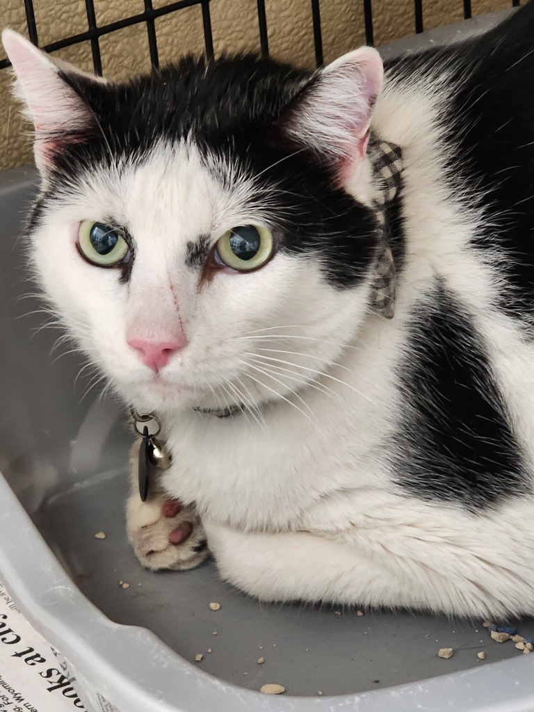 Dax, an adoptable Domestic Short Hair in Green River, WY, 82935 | Photo Image 3