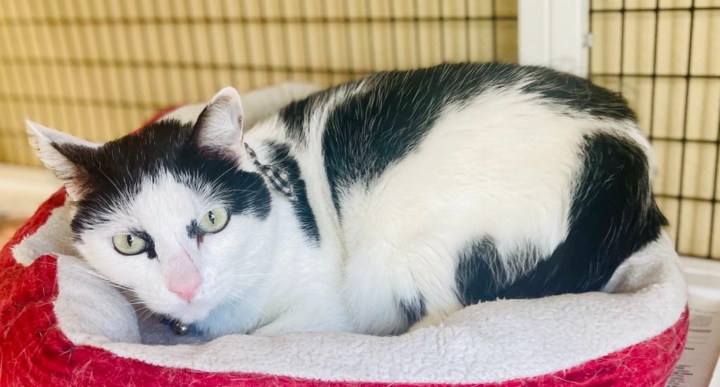 Dax, an adoptable Domestic Short Hair in Green River, WY, 82935 | Photo Image 4