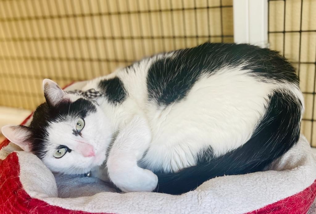 Dax, an adoptable Domestic Short Hair in Green River, WY, 82935 | Photo Image 5