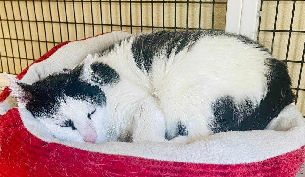 Dax, an adoptable Domestic Short Hair in Green River, WY, 82935 | Photo Image 6