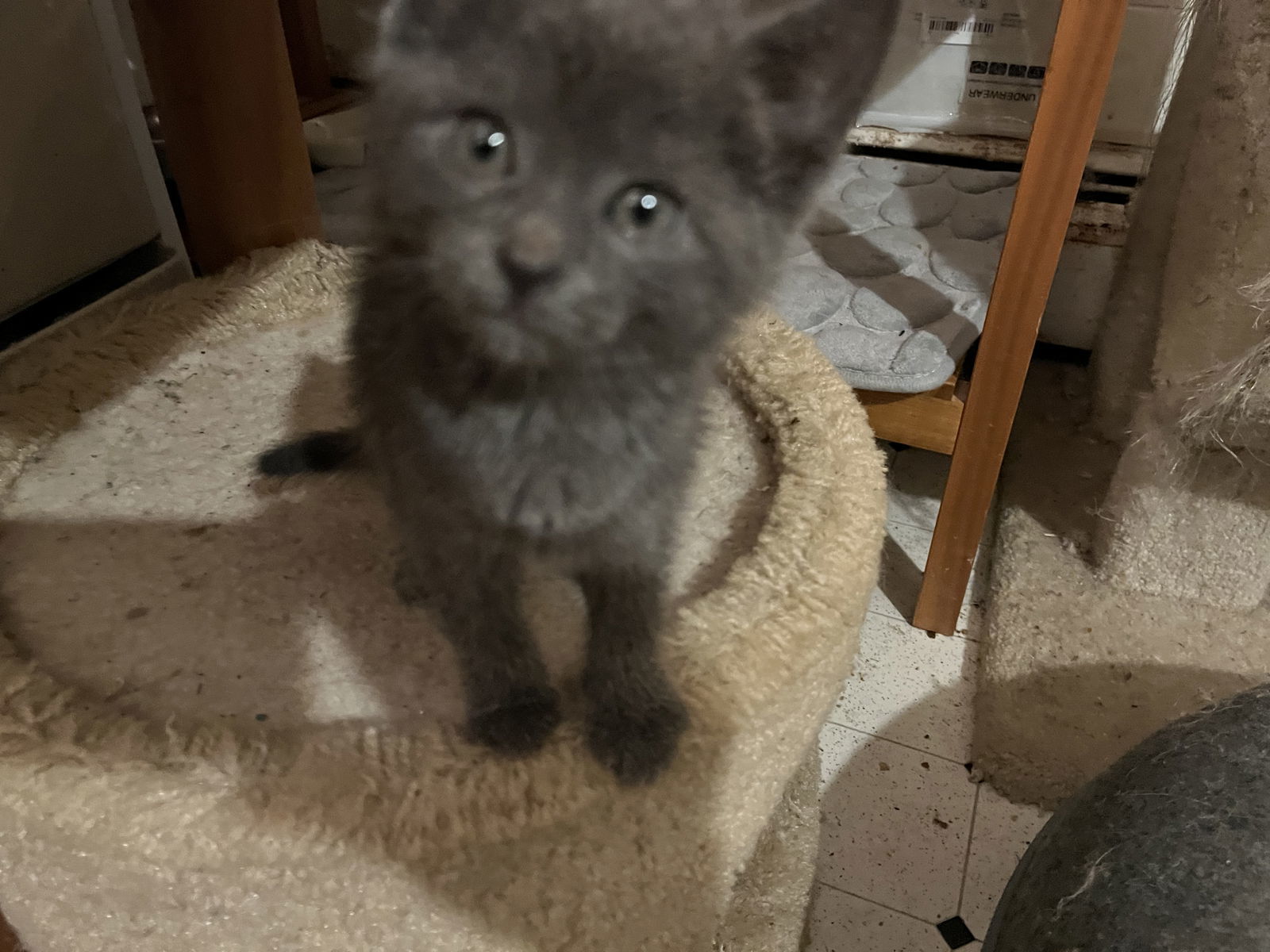 Femi