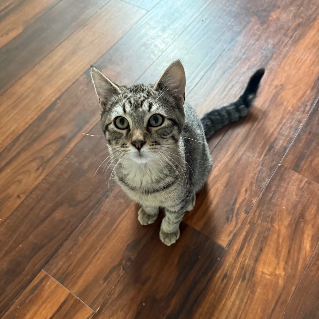 Churro, an adoptable Domestic Short Hair in Bismarck, ND, 58507 | Photo Image 1