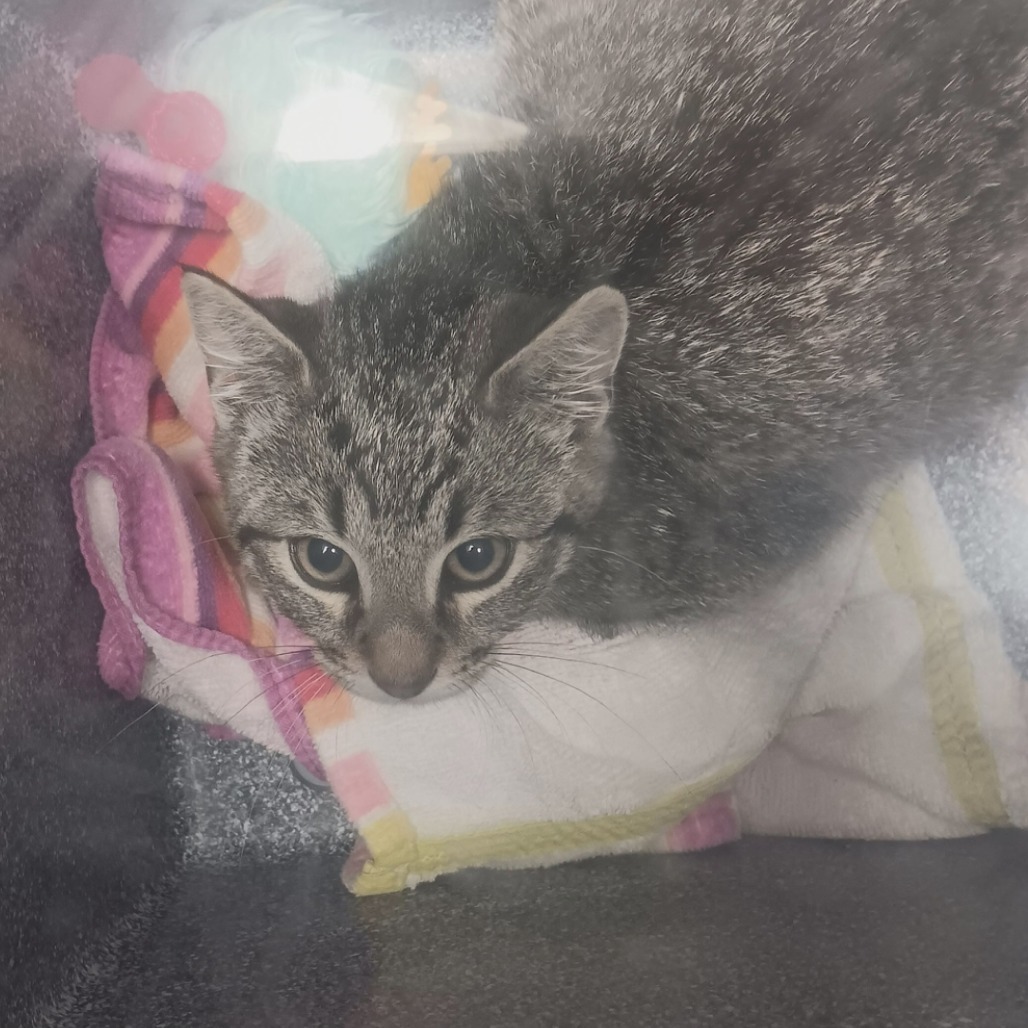 Churro, an adoptable Domestic Short Hair in Bismarck, ND, 58507 | Photo Image 2