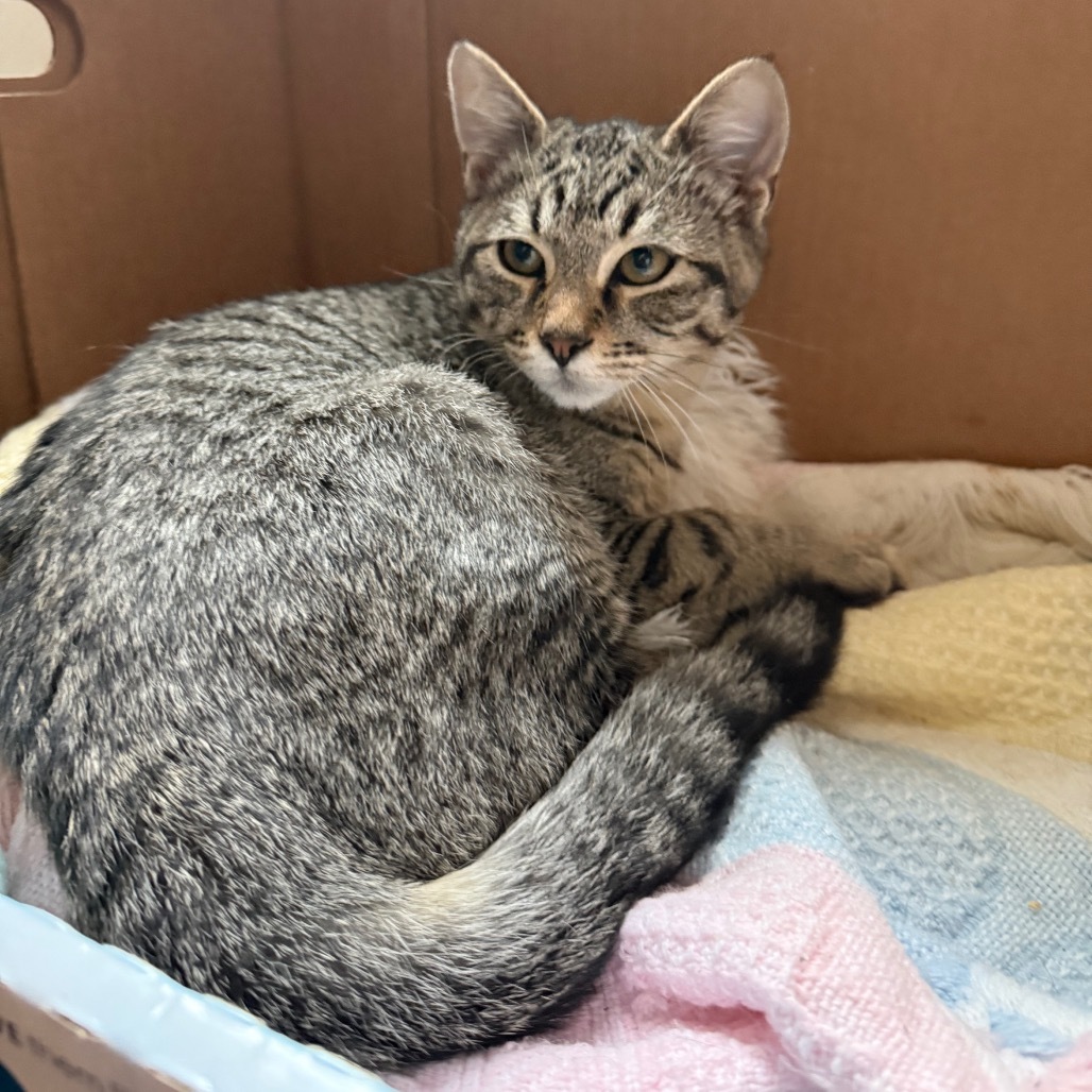 Churro, an adoptable Domestic Short Hair in Bismarck, ND, 58507 | Photo Image 5