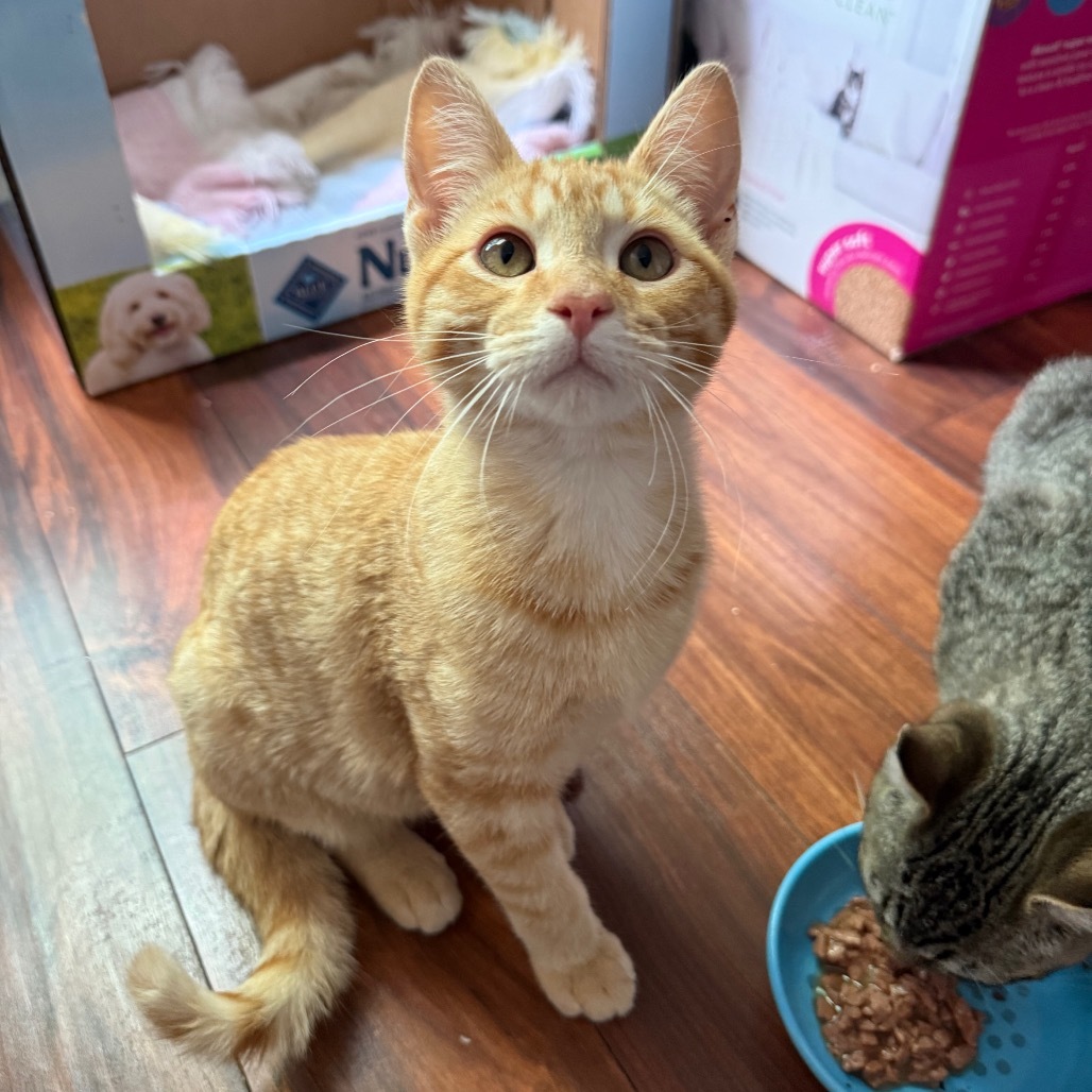 Nacho, an adoptable Domestic Short Hair in Bismarck, ND, 58507 | Photo Image 1