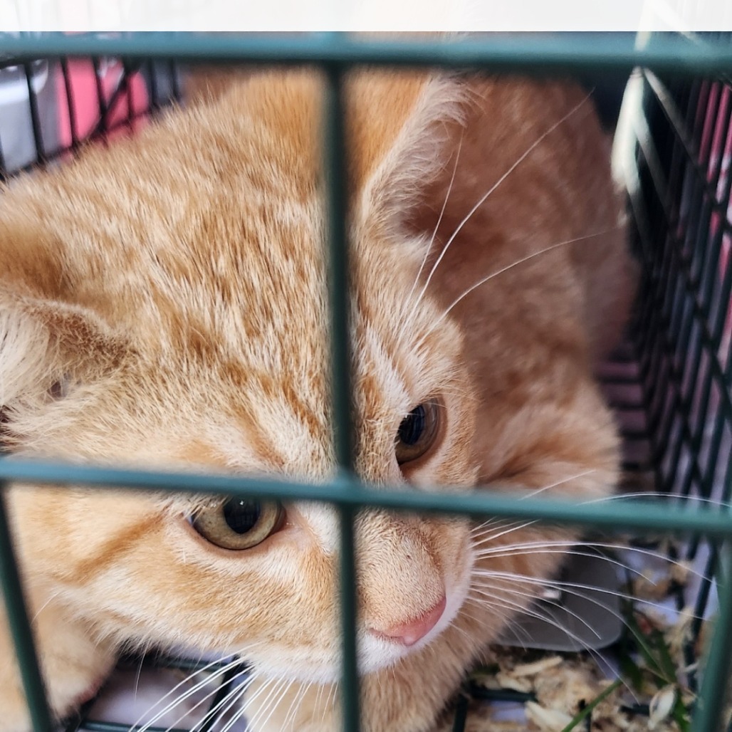 Nacho, an adoptable Domestic Short Hair in Bismarck, ND, 58507 | Photo Image 2
