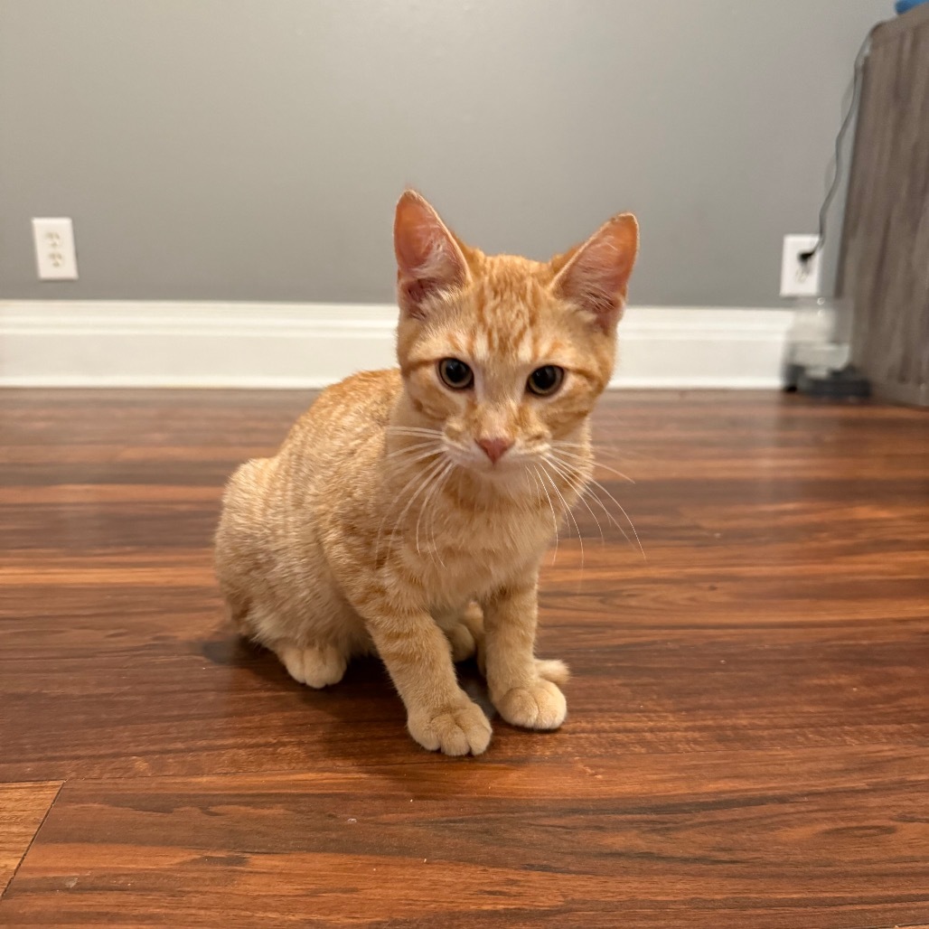 Nacho, an adoptable Domestic Short Hair in Bismarck, ND, 58507 | Photo Image 3