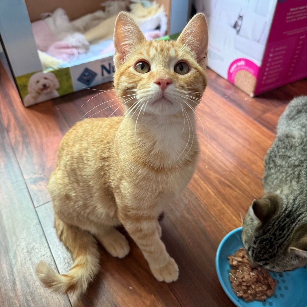 Nacho, an adoptable Domestic Short Hair in Bismarck, ND, 58507 | Photo Image 4
