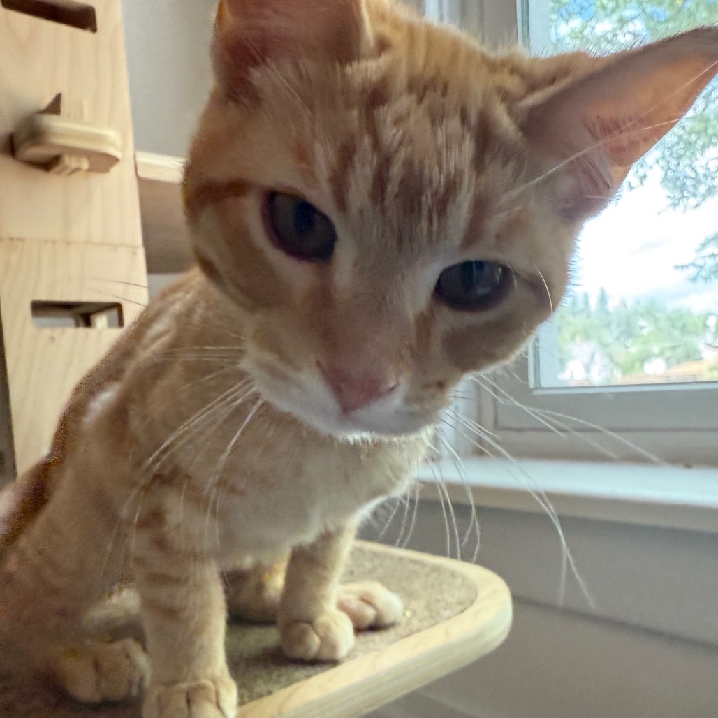 Nacho, an adoptable Domestic Short Hair in Bismarck, ND, 58507 | Photo Image 6