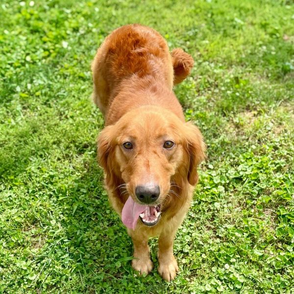 Hazel Mae