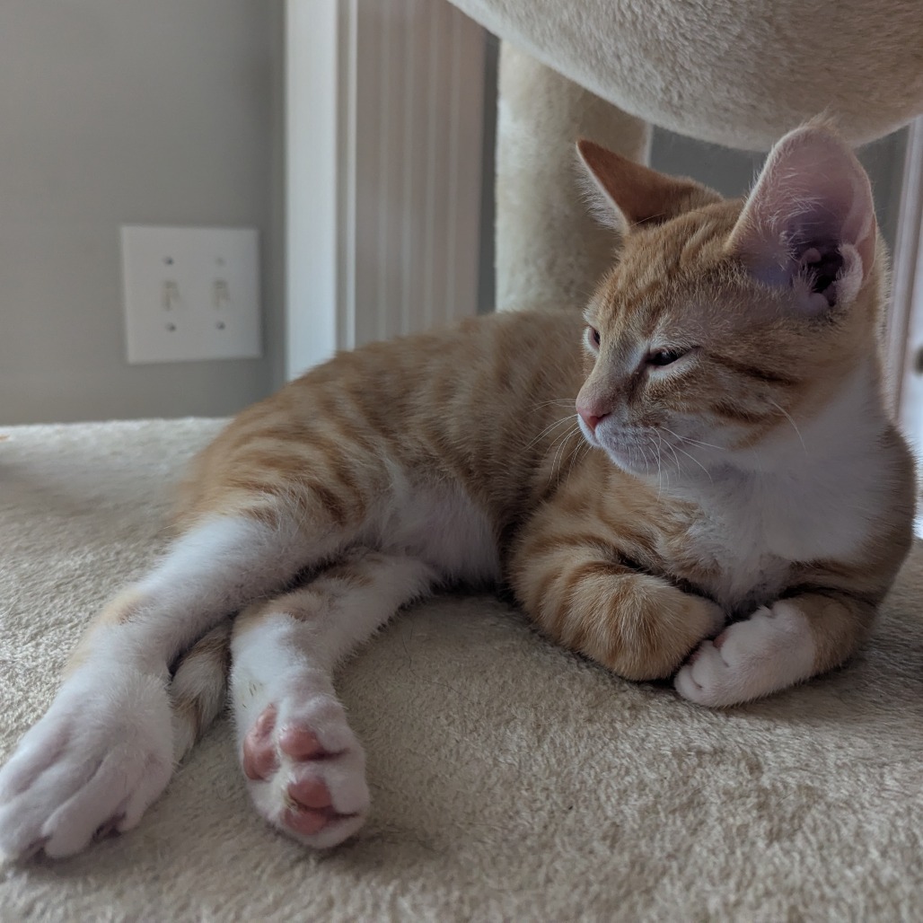 Cheddar