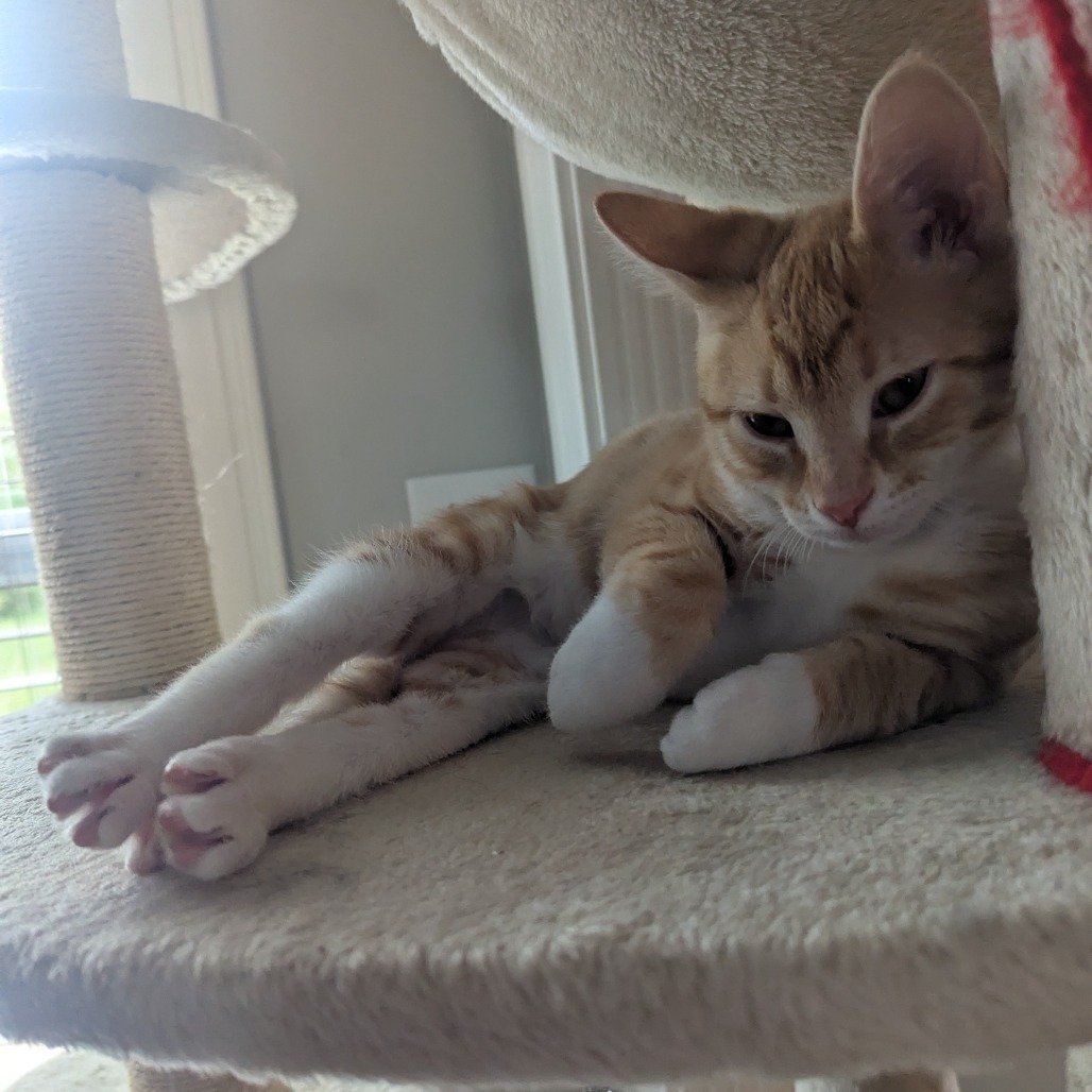 Cheddar