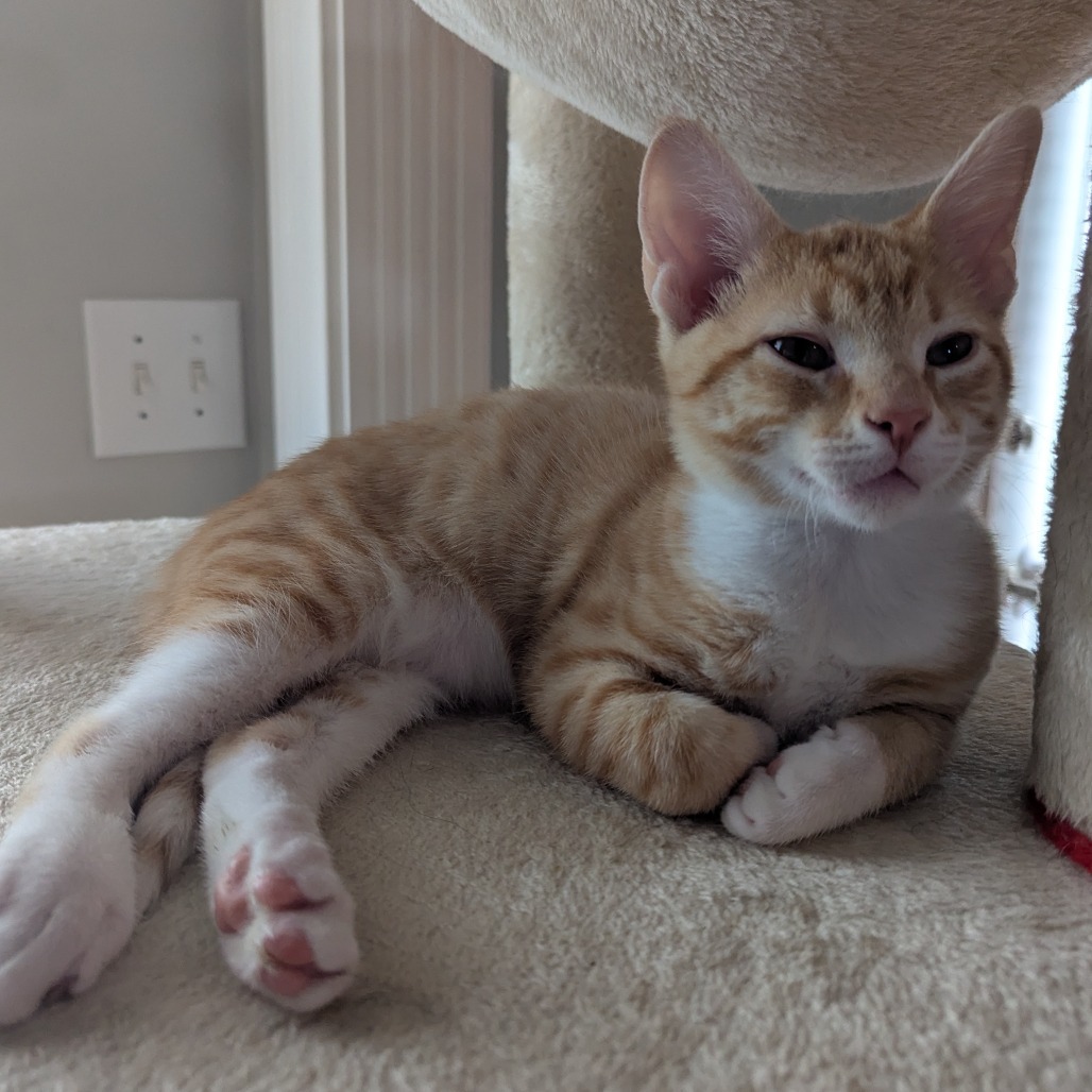 Cheddar