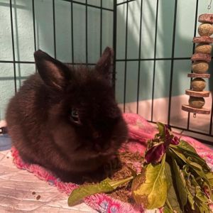 Thumper, Young Male unknown