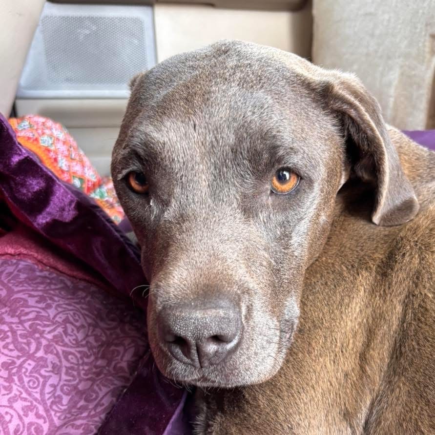 Rosie