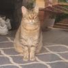 Uncle Iroh photo 3