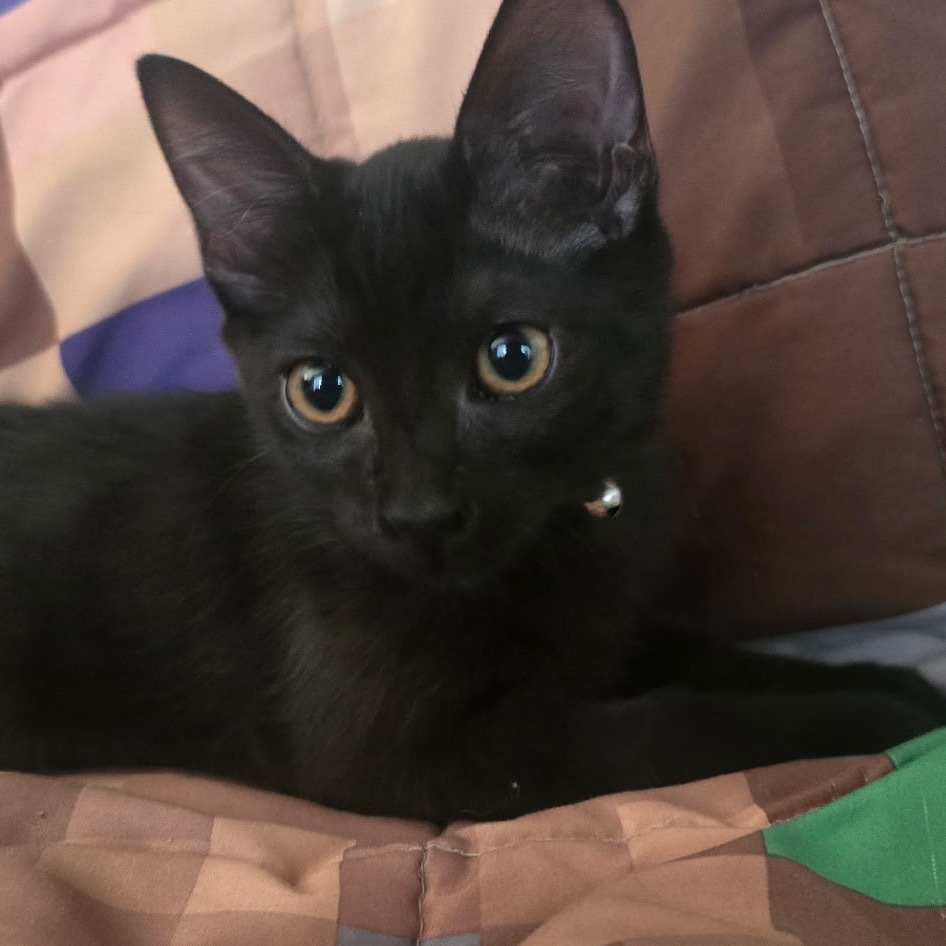 Norma