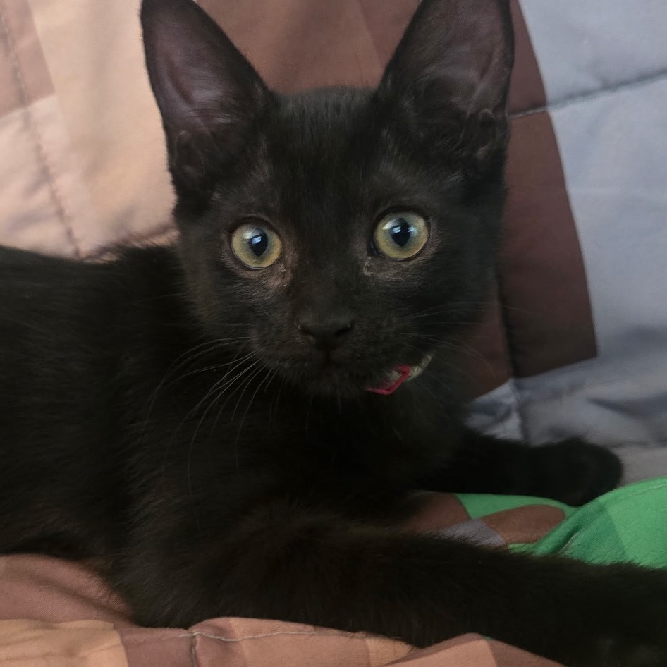 Scaredy Cat