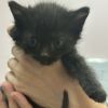 Scaredy Cat photo 2