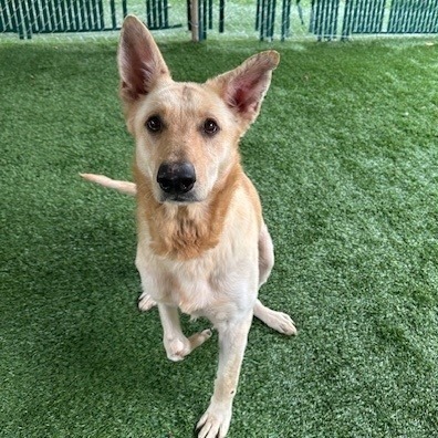 Landon, an adoptable Shepherd in Coos Bay, OR, 97420 | Photo Image 2
