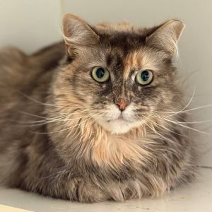 Lola, Adult Female unknown