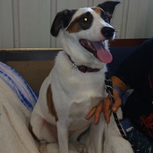 Sadie, Adult Female unknown