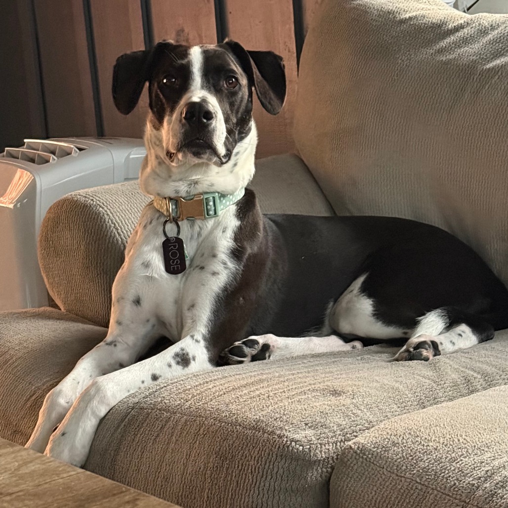 CT Rose (in foster)
