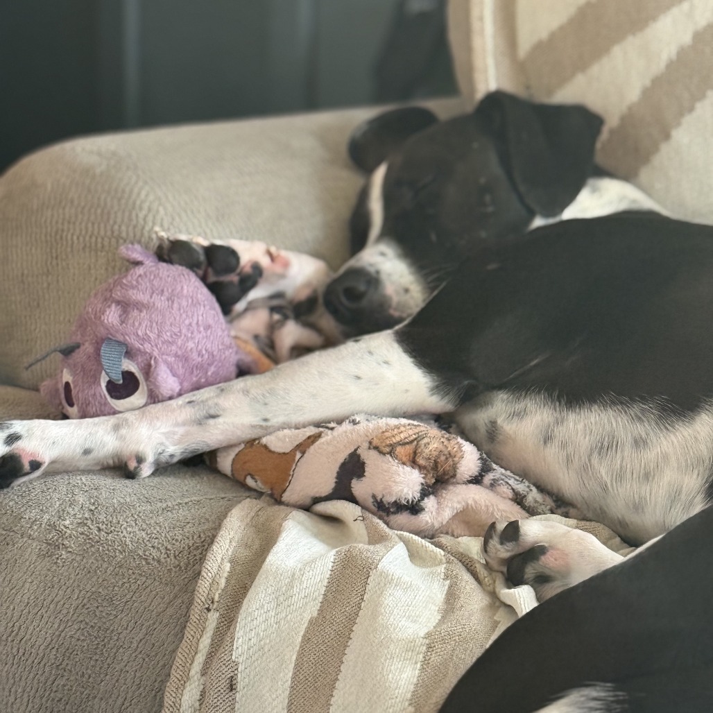 CT Rose (in foster)