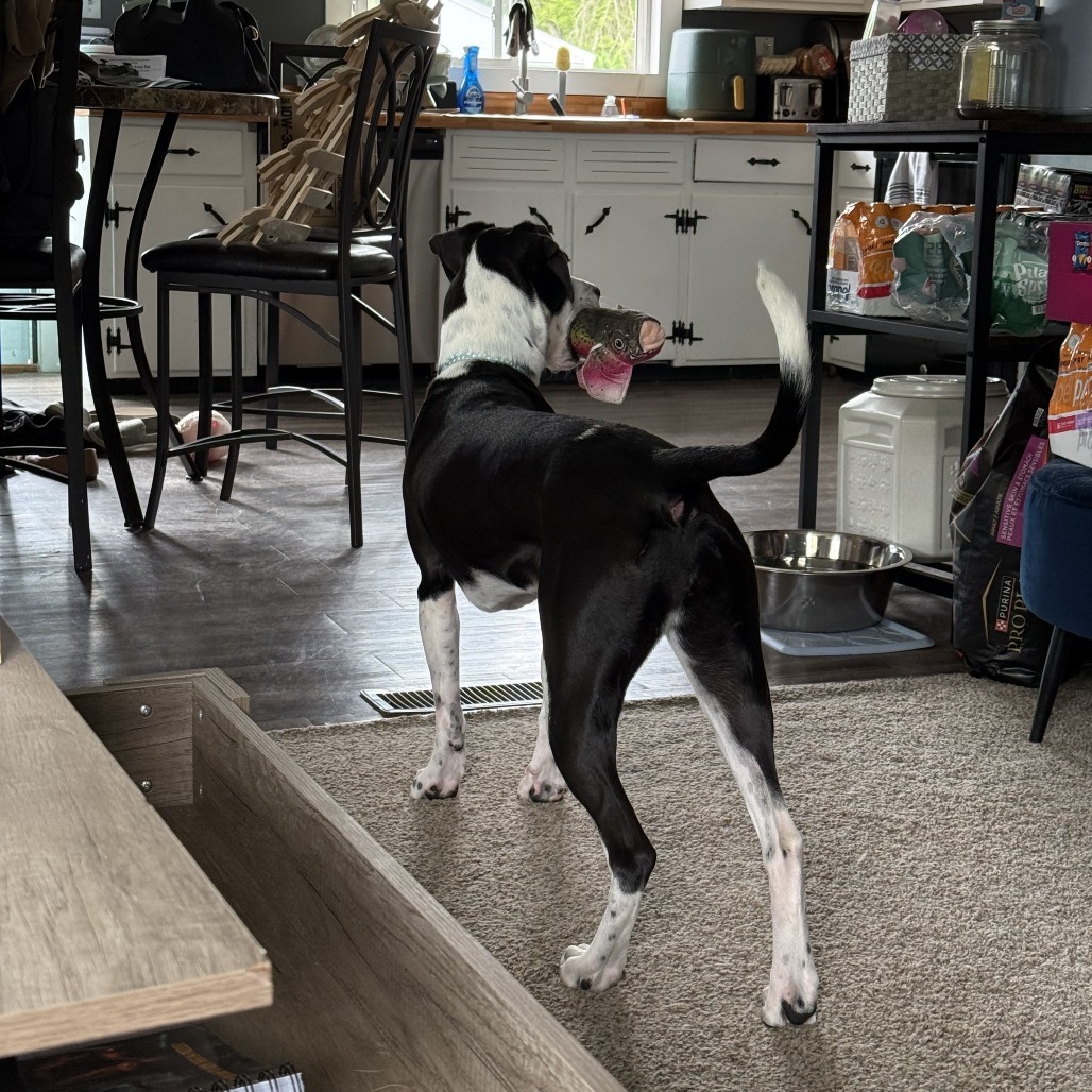 CT Rose (in foster)