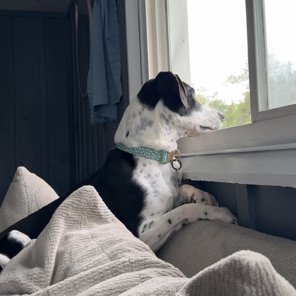 CT Rose (in foster)