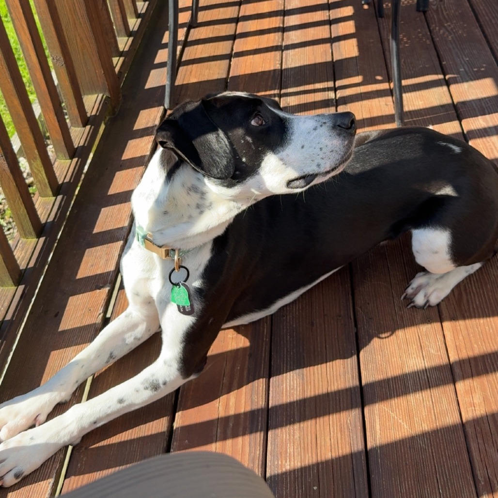 CT Rose (in foster)