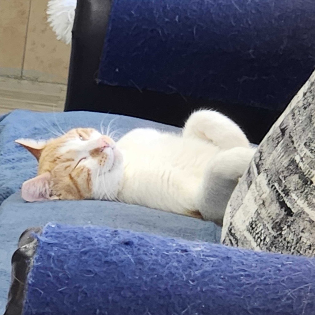 Creamsicle
