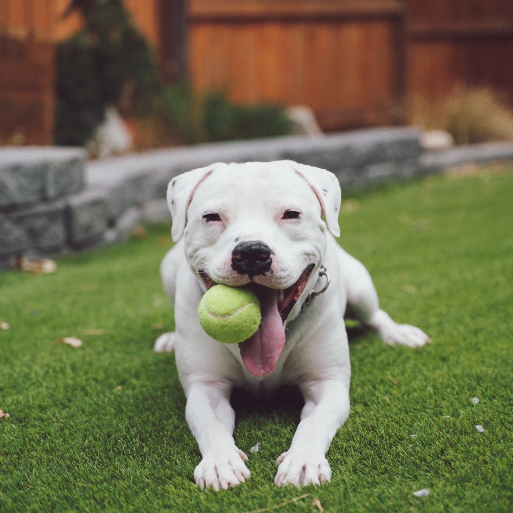Corey, an adoptable American Staffordshire Terrier in Ashland, OR, 97520 | Photo Image 1