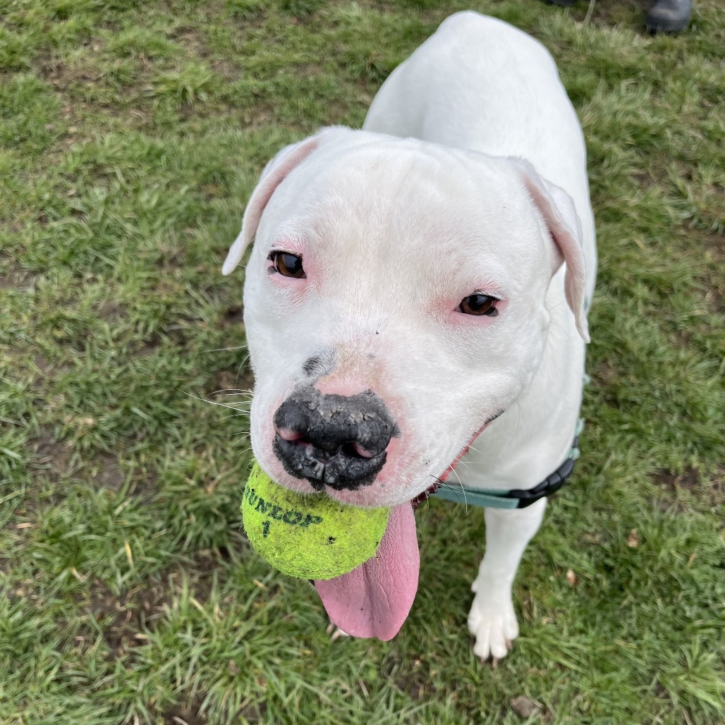 Corey, an adoptable American Staffordshire Terrier in Ashland, OR, 97520 | Photo Image 3