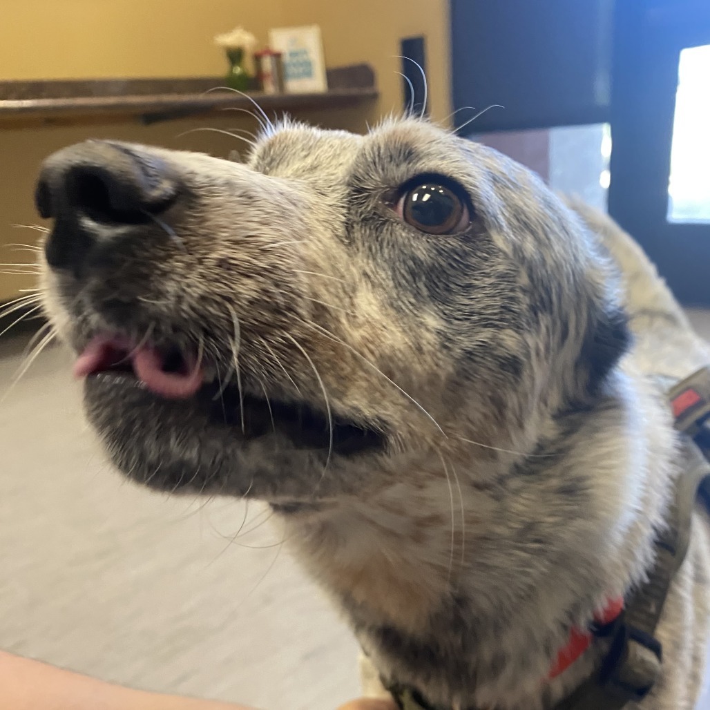 Adopt Chief