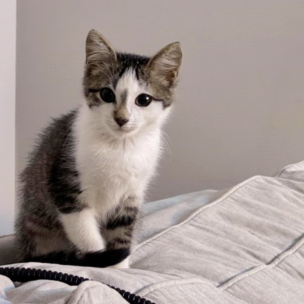 David Meower