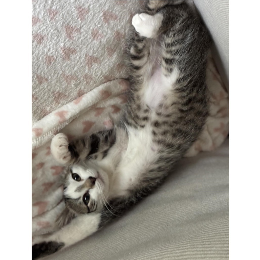 David Meower