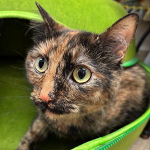 Brandy, Adult Female unknown