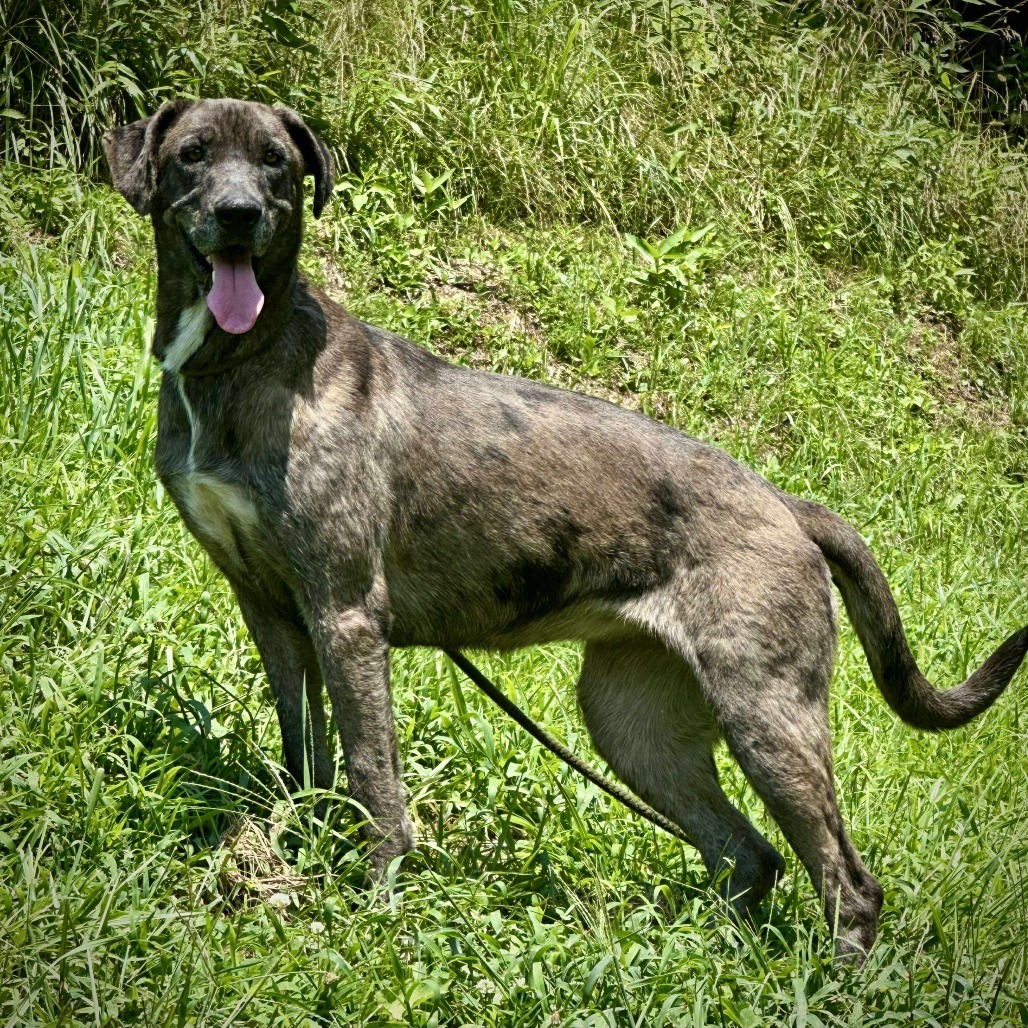 Greta