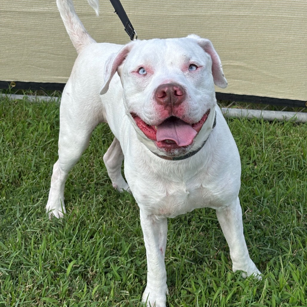 Sinatra