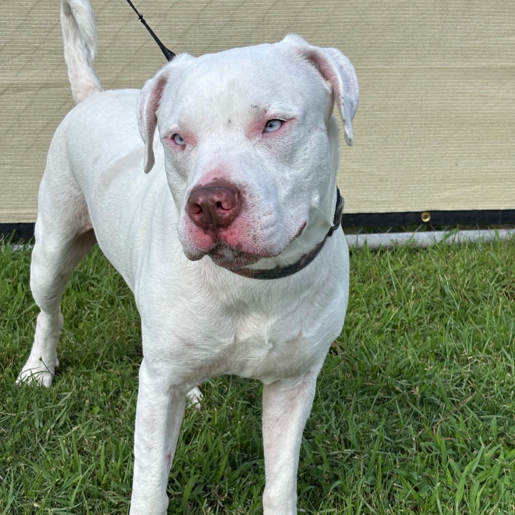 Sinatra