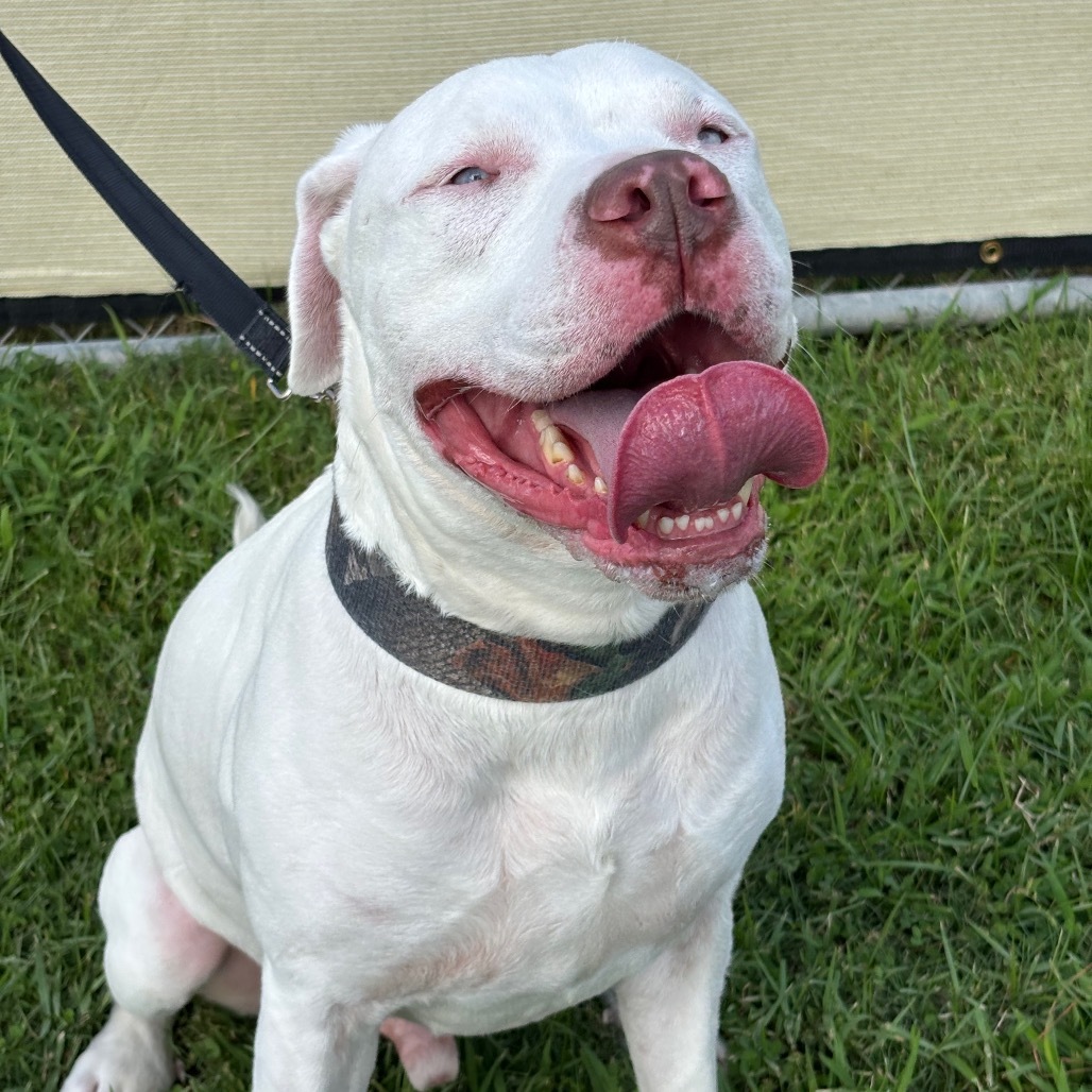 Sinatra